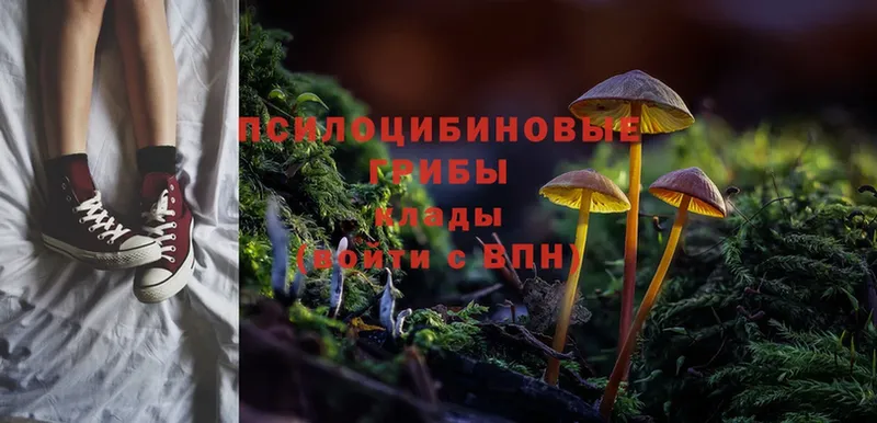 Галлюциногенные грибы Psilocybe  что такое   Алейск 